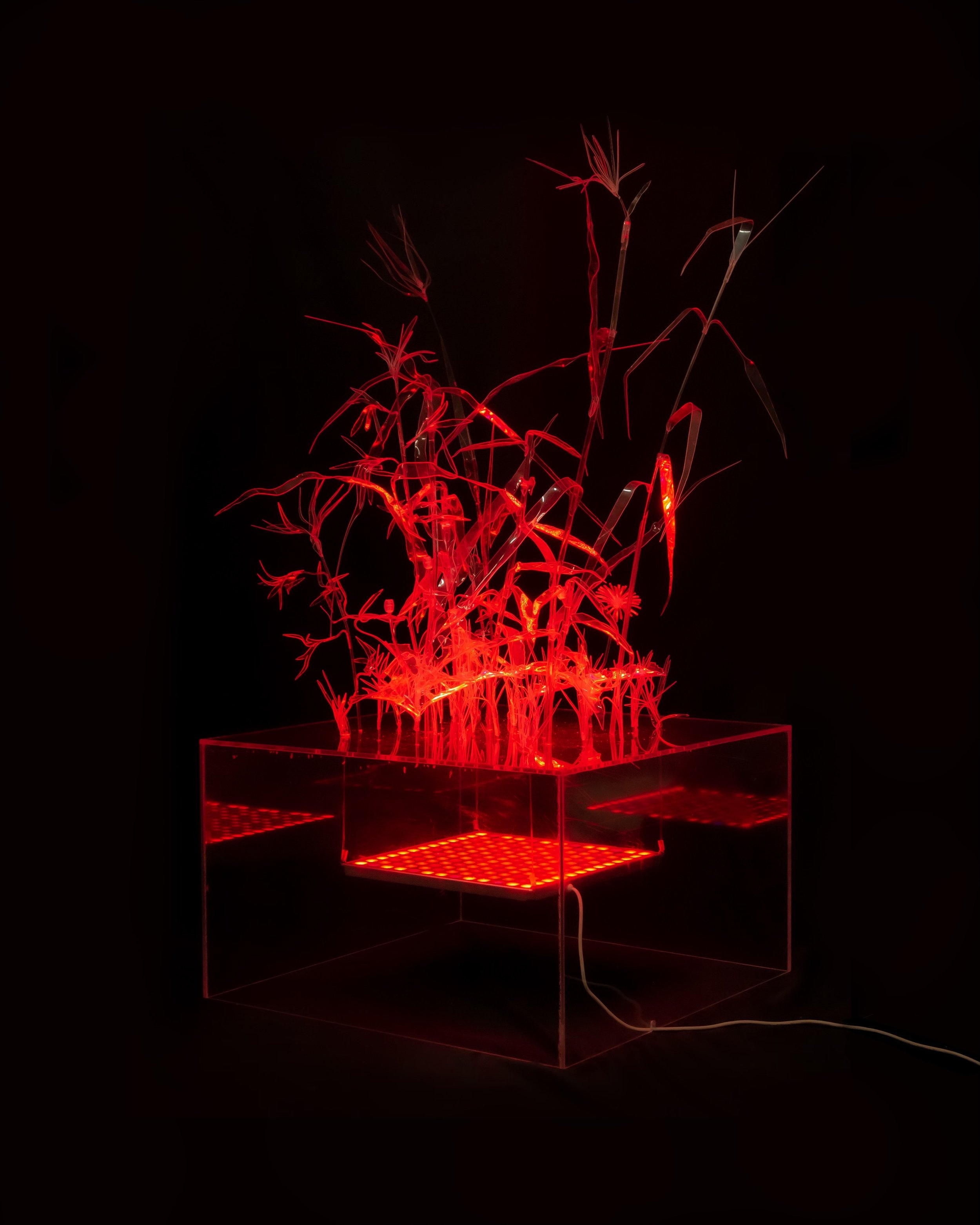 Glowing_Plastic_Plants_1 3.jpg