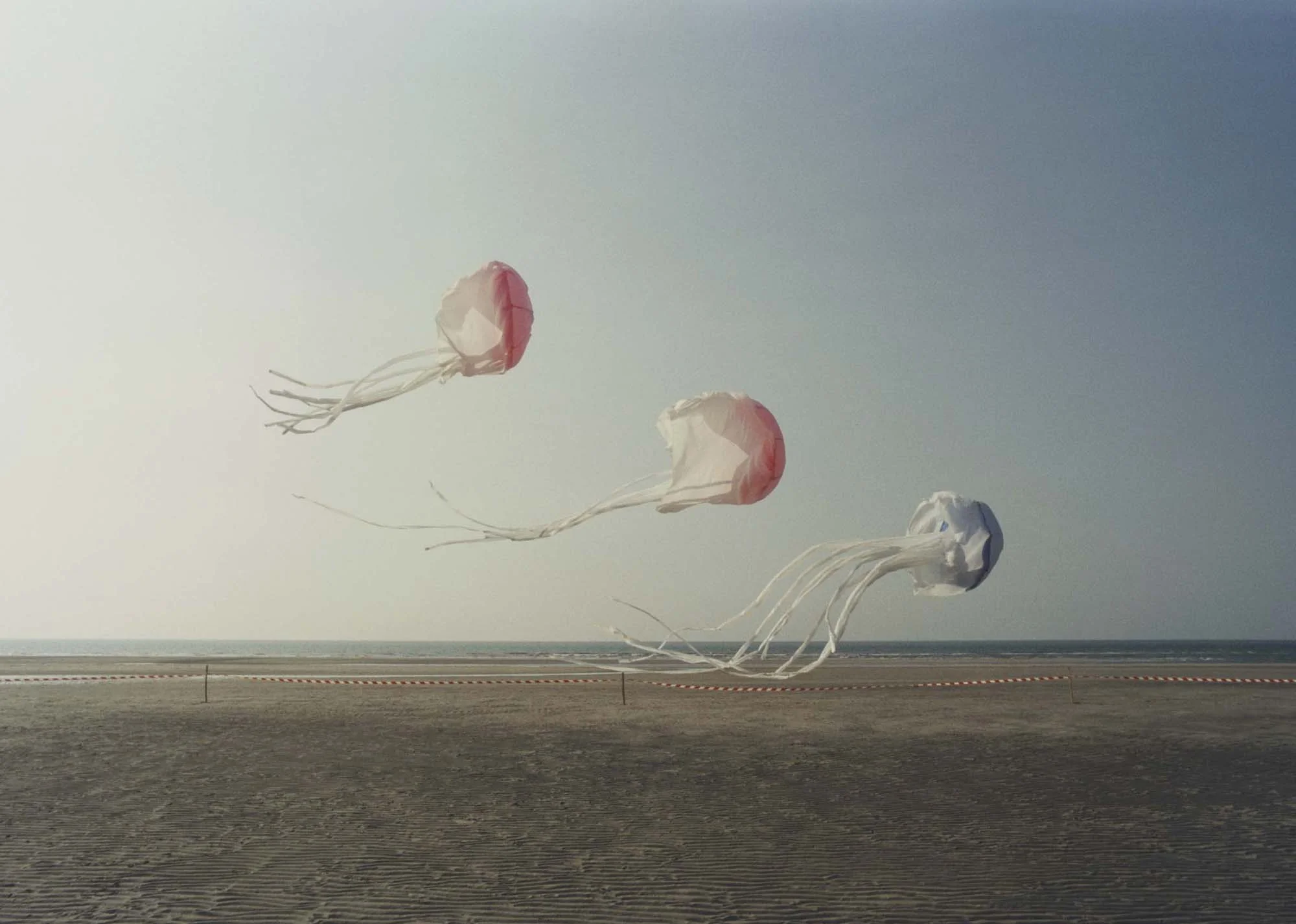 Medusae