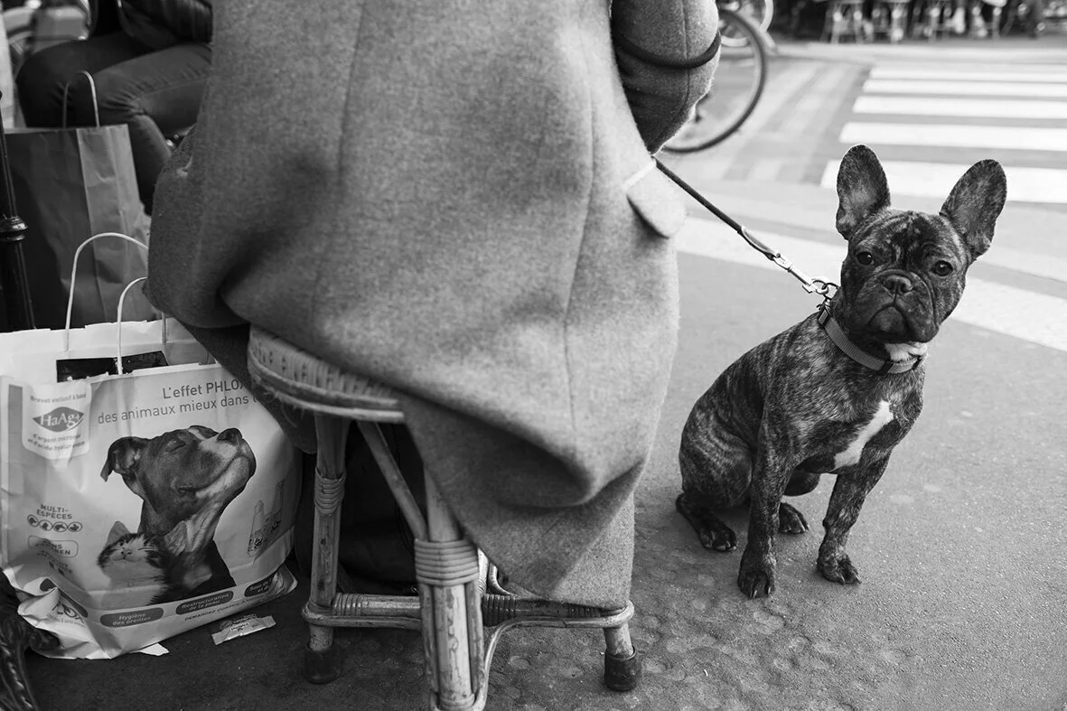 French Bulldog