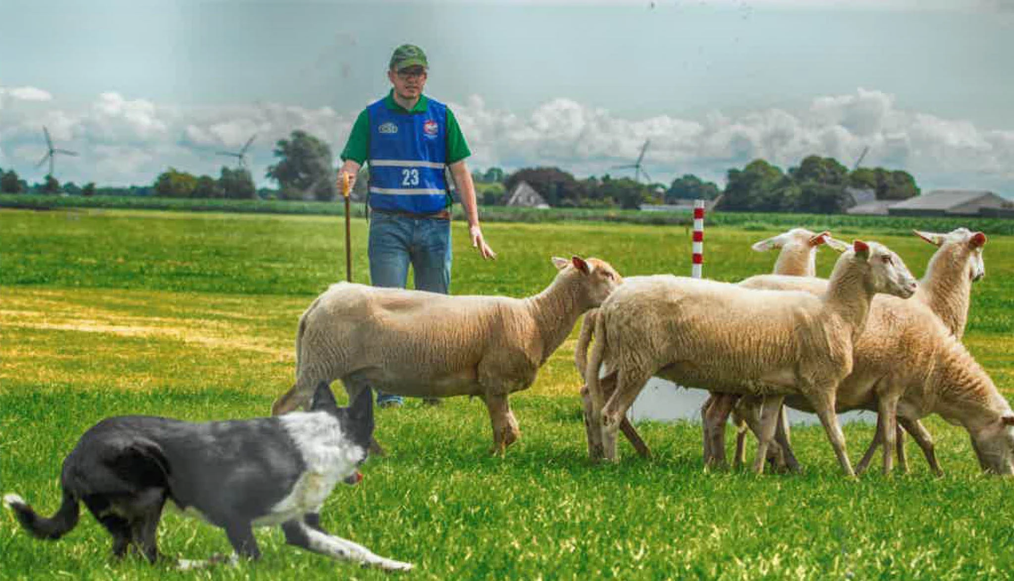 Sheepdog Trials_1.jpg