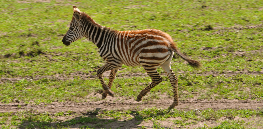 zebra