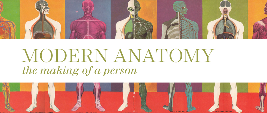 modern anatomy