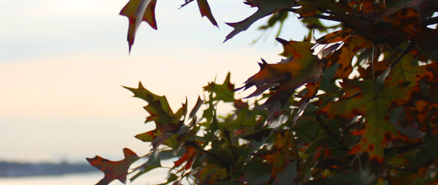 Autumn