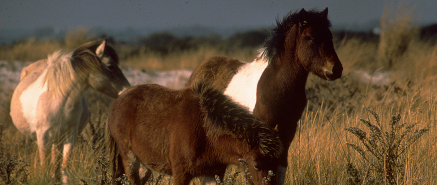 Assateague Island