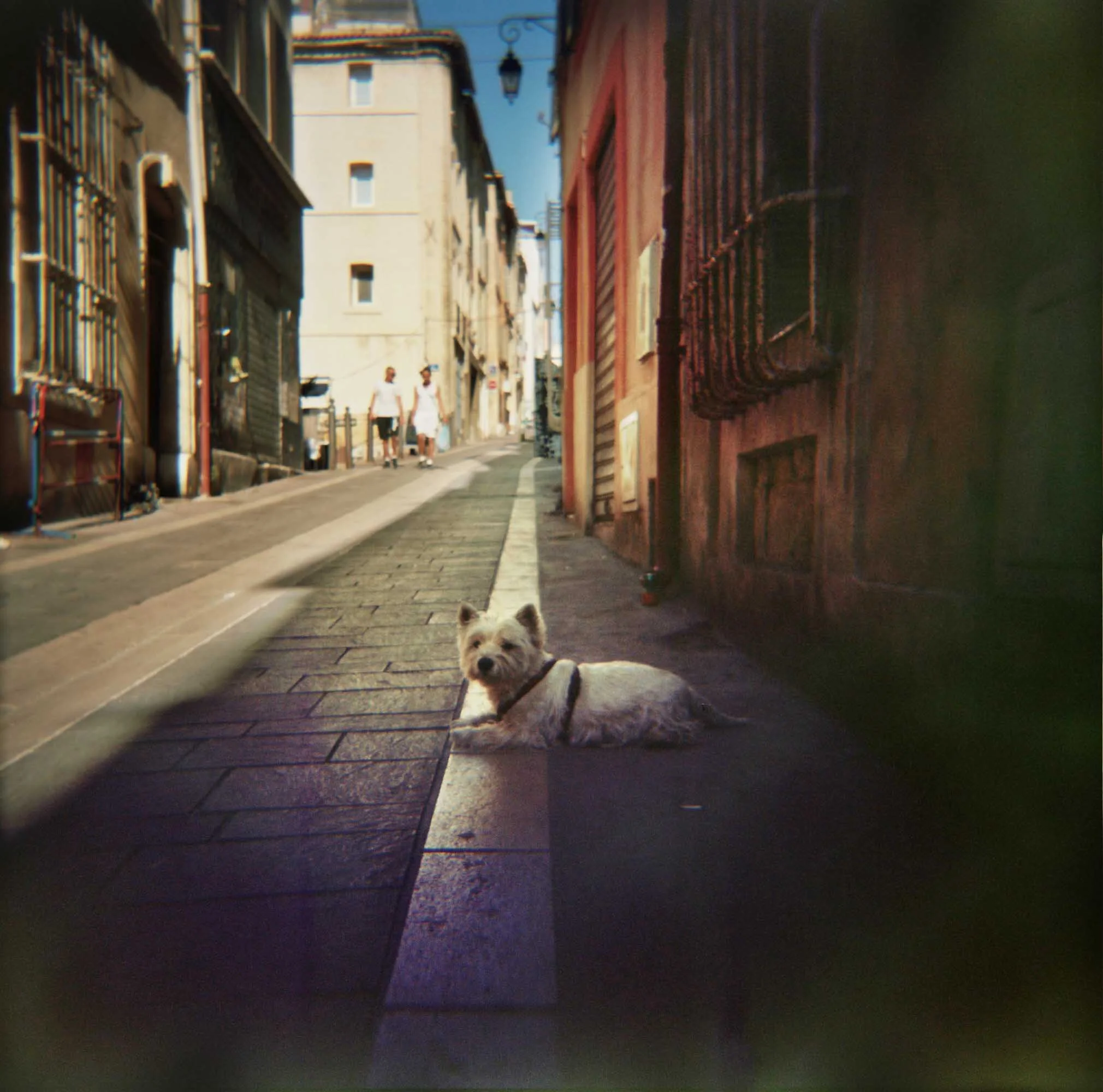 old one from Marseille. combining two things I love, Analogue film and Dogs..