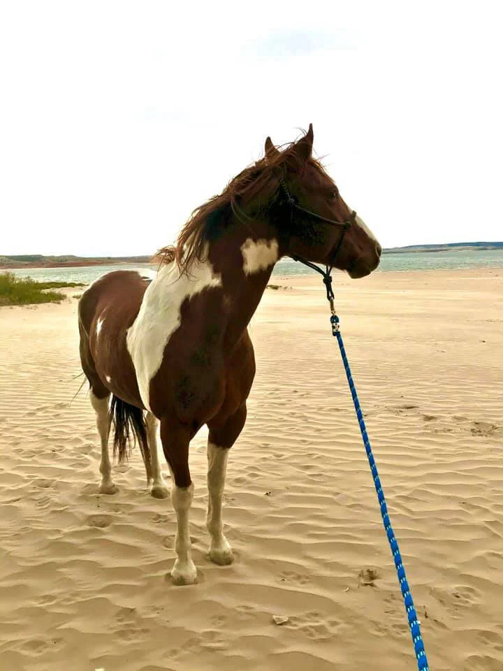 melody_horse.jpg
