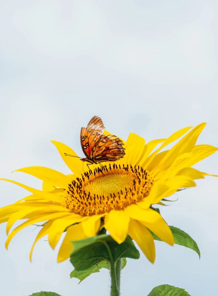 rebecca_mcvay_flower_butterfly.jpg