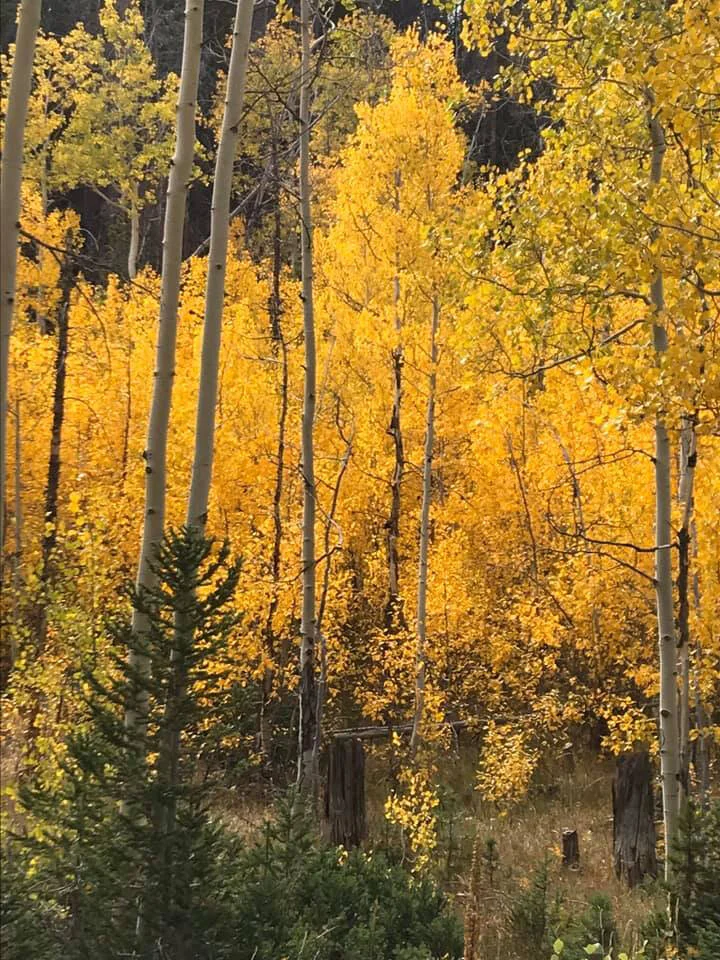 tia_petty_winslow_yellow_trees.jpg