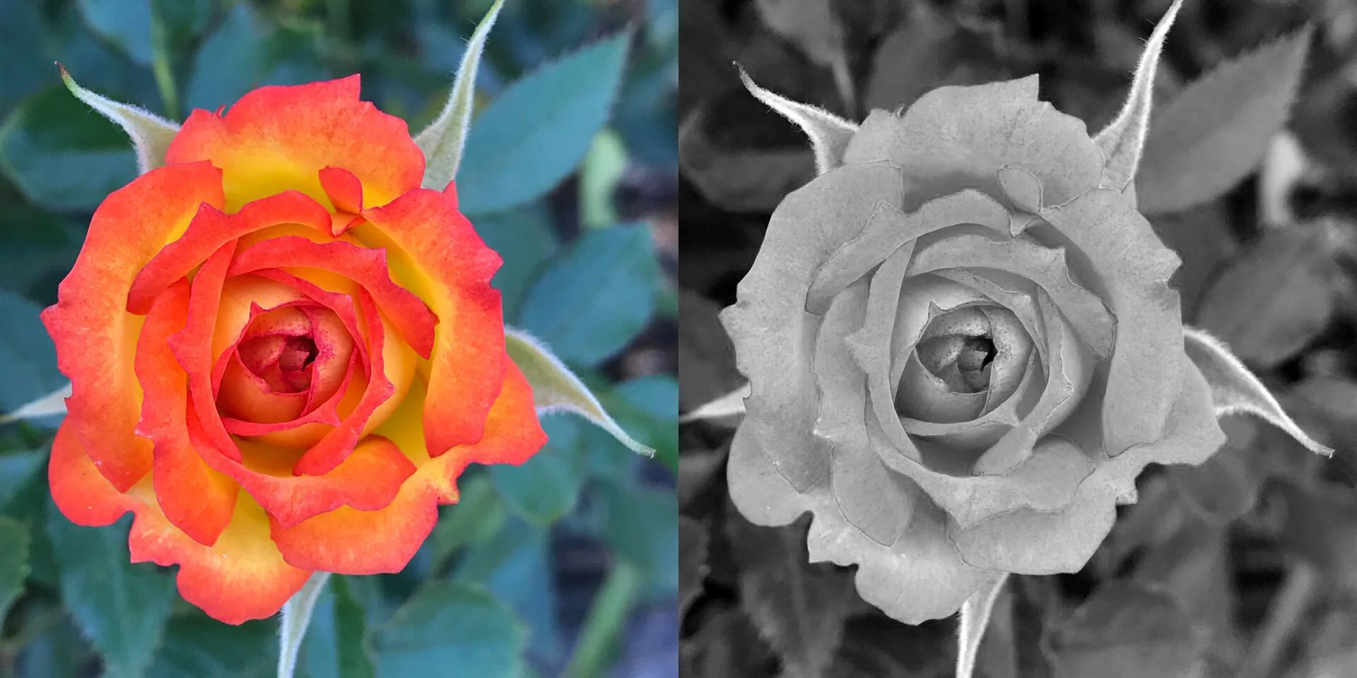 leslie_flower.jpg