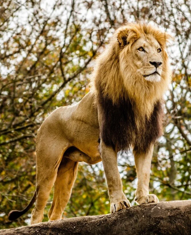 lion.jpg