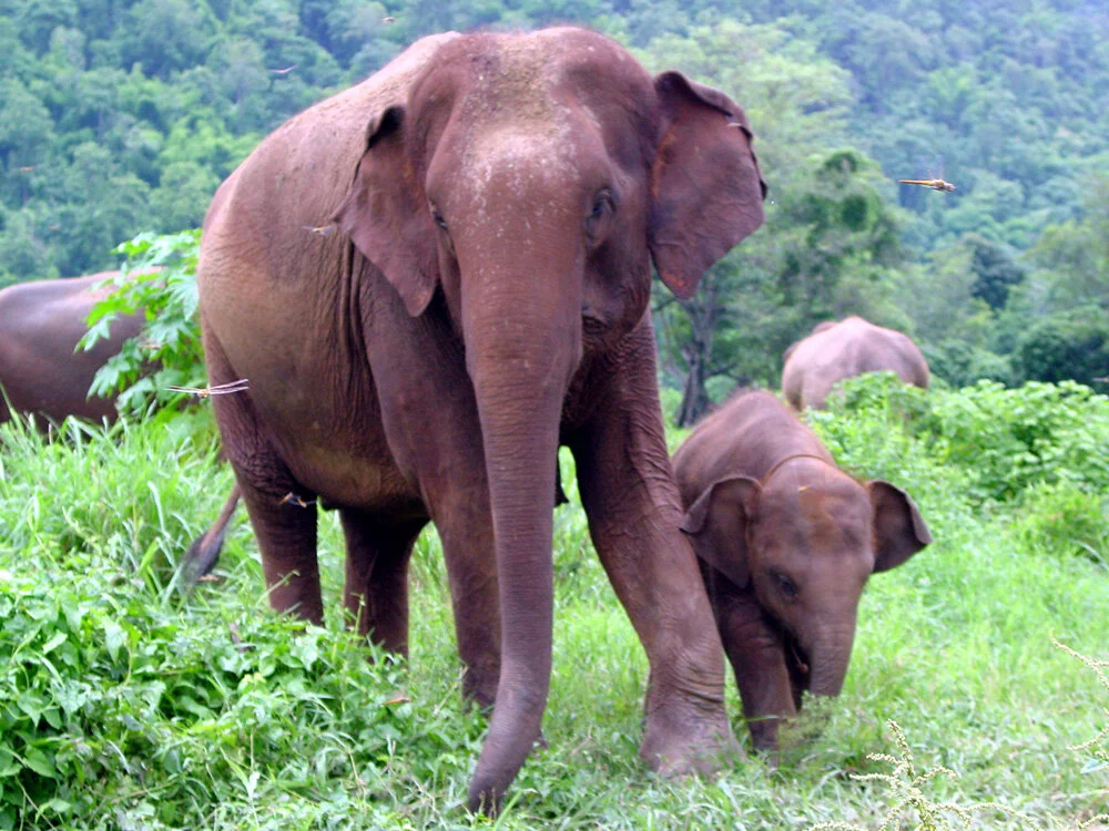 elephants.jpg