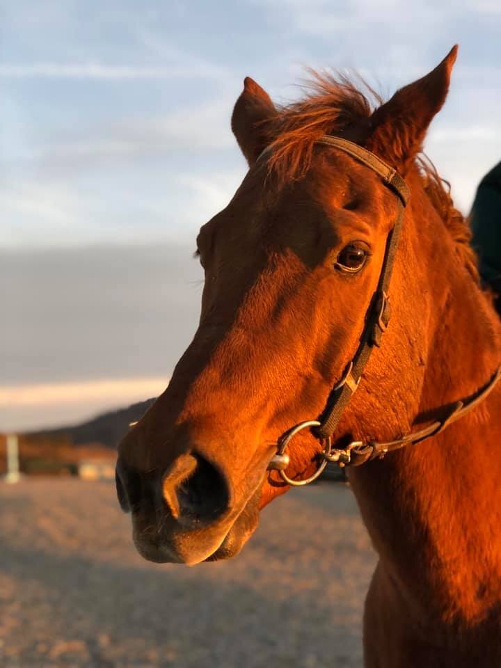 horse_head.jpg