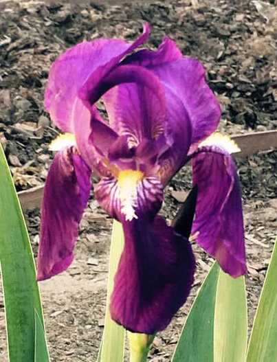 Iris_Sheri.jpg