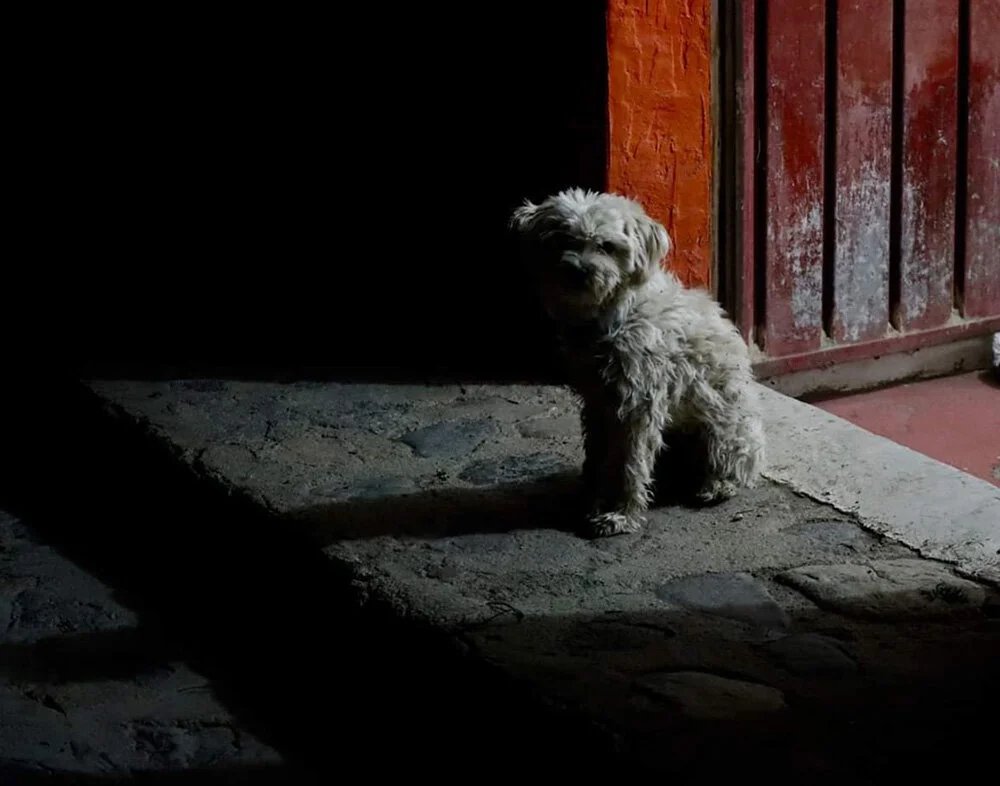 dog_wendy.jpg