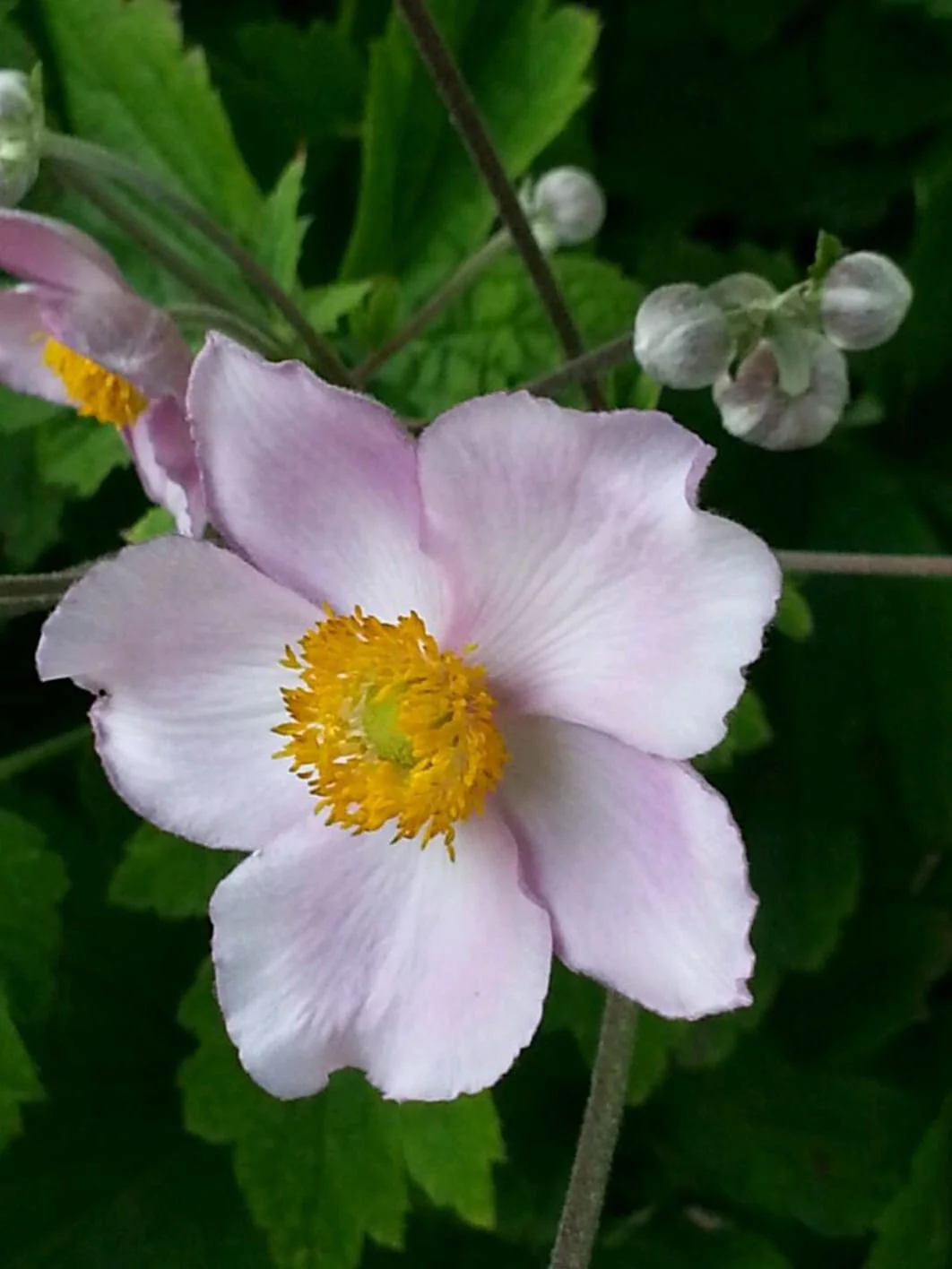 flower_brenda.jpg