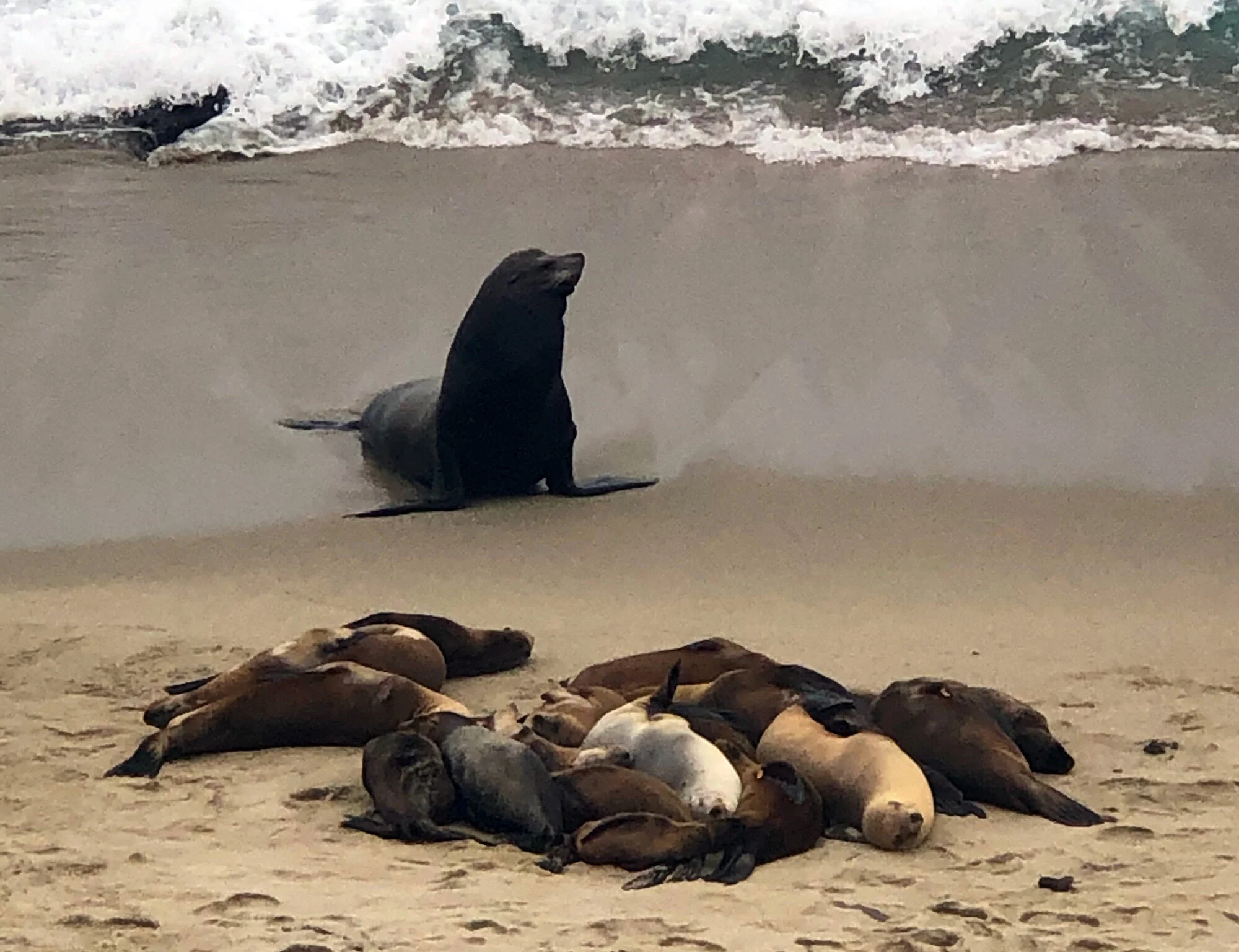 Seals_Veronicah.jpg