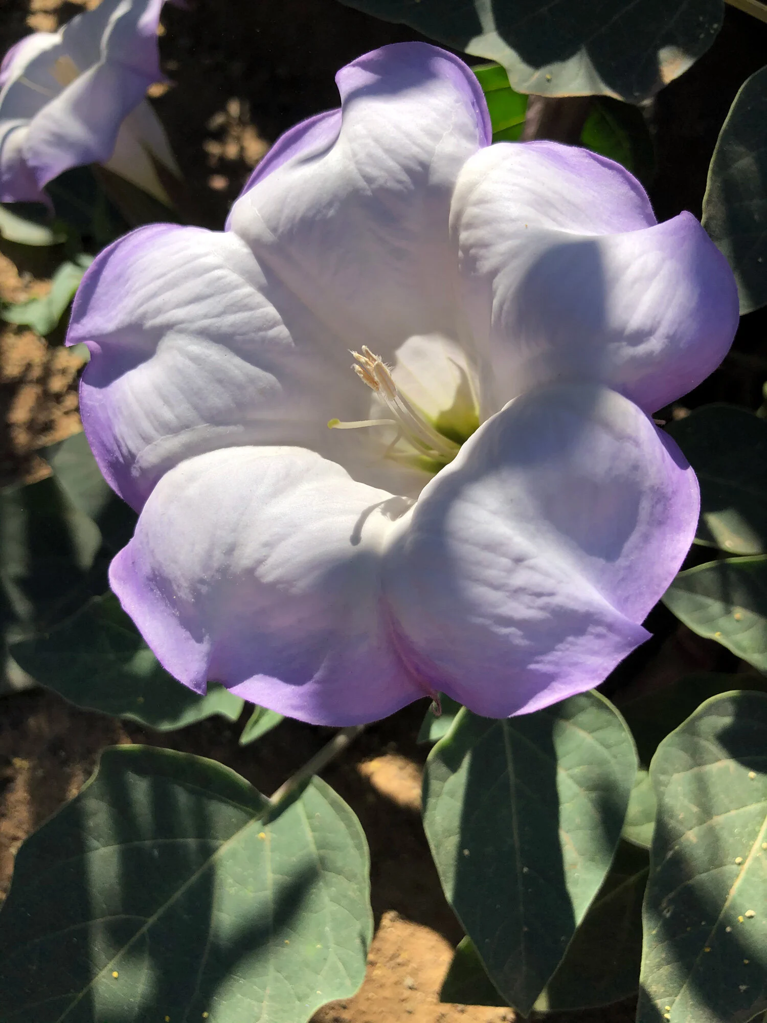 White_purple_flower.jpg