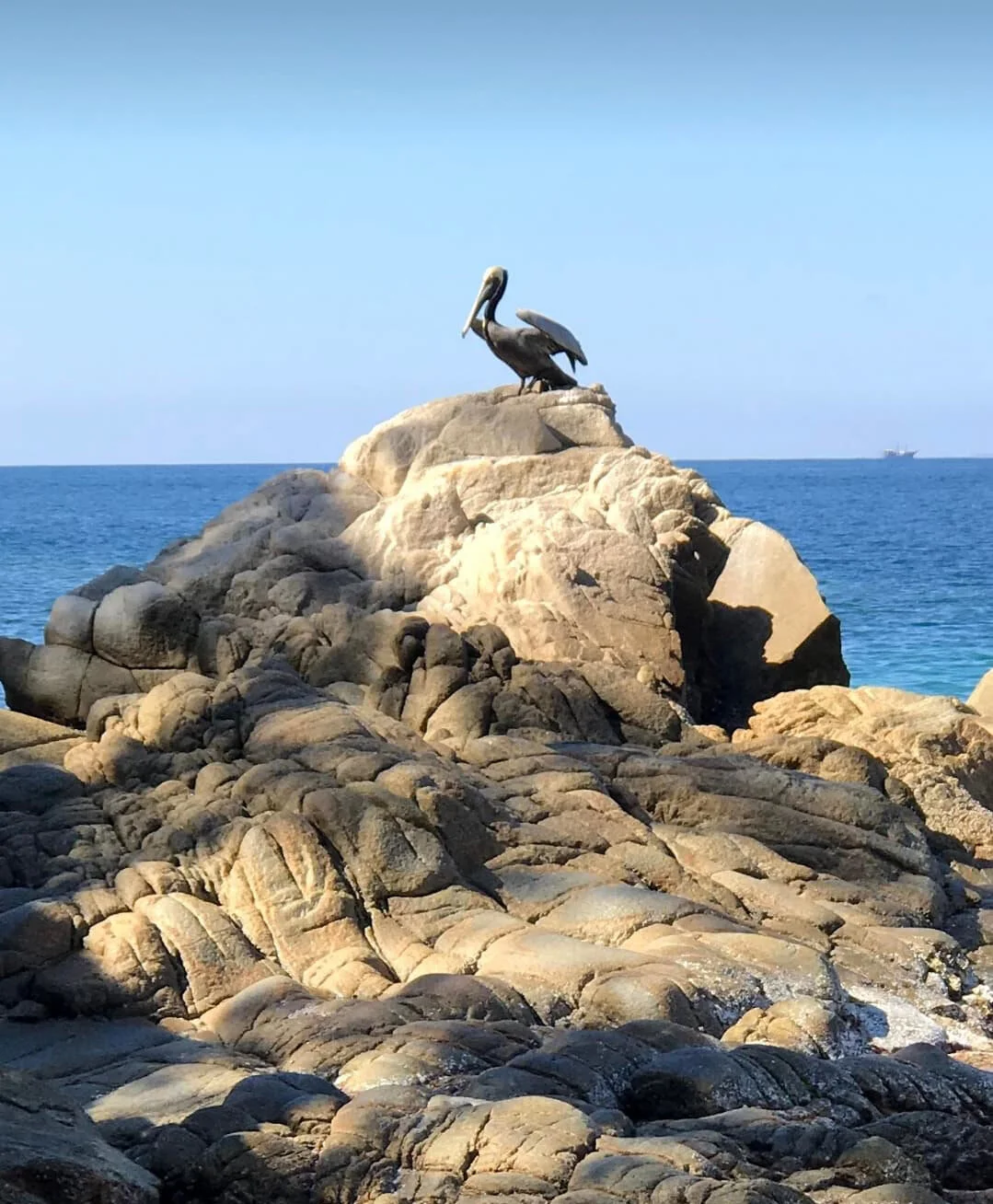 pelican_Tatiana.jpg