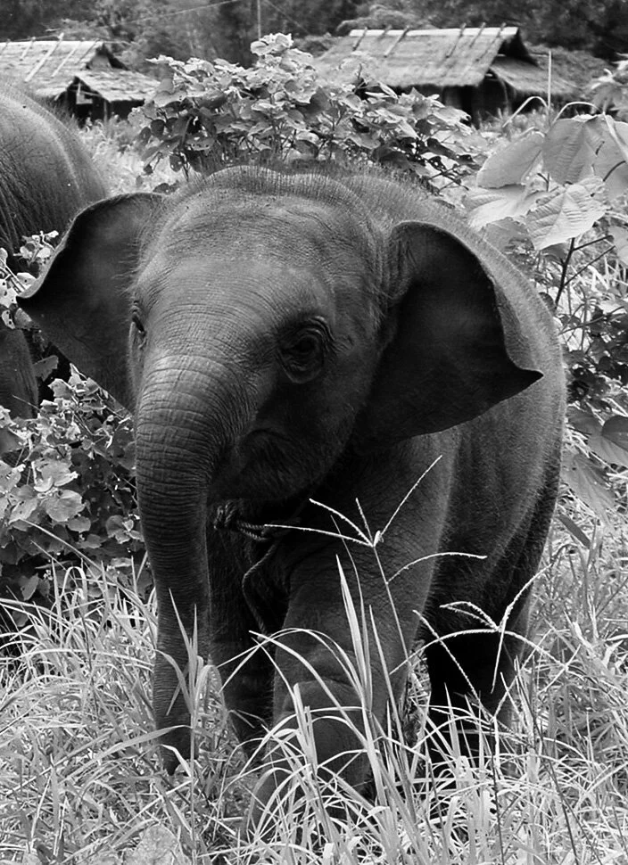 baby_elephant_bw.jpg
