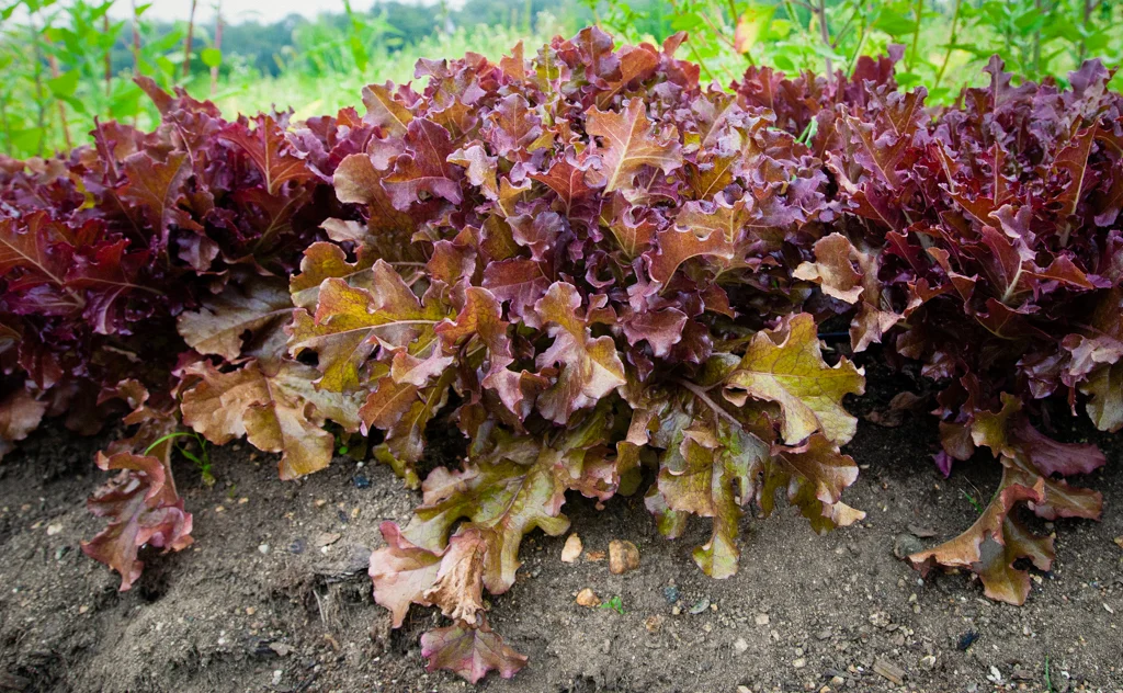 renaissanceFarmSAPBlog-8.jpg