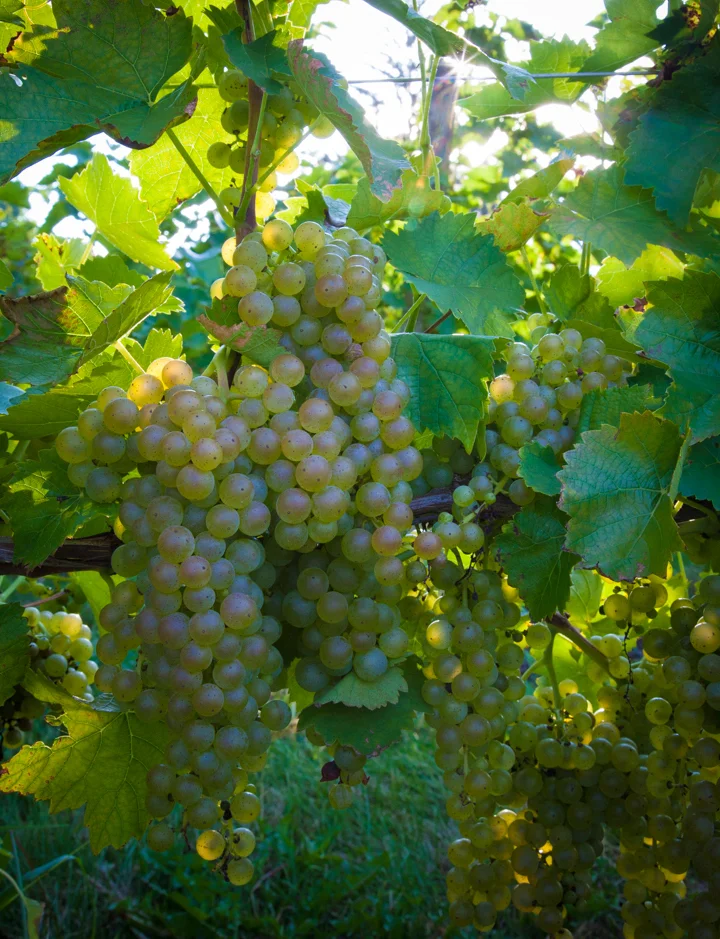 grapes-2.jpg