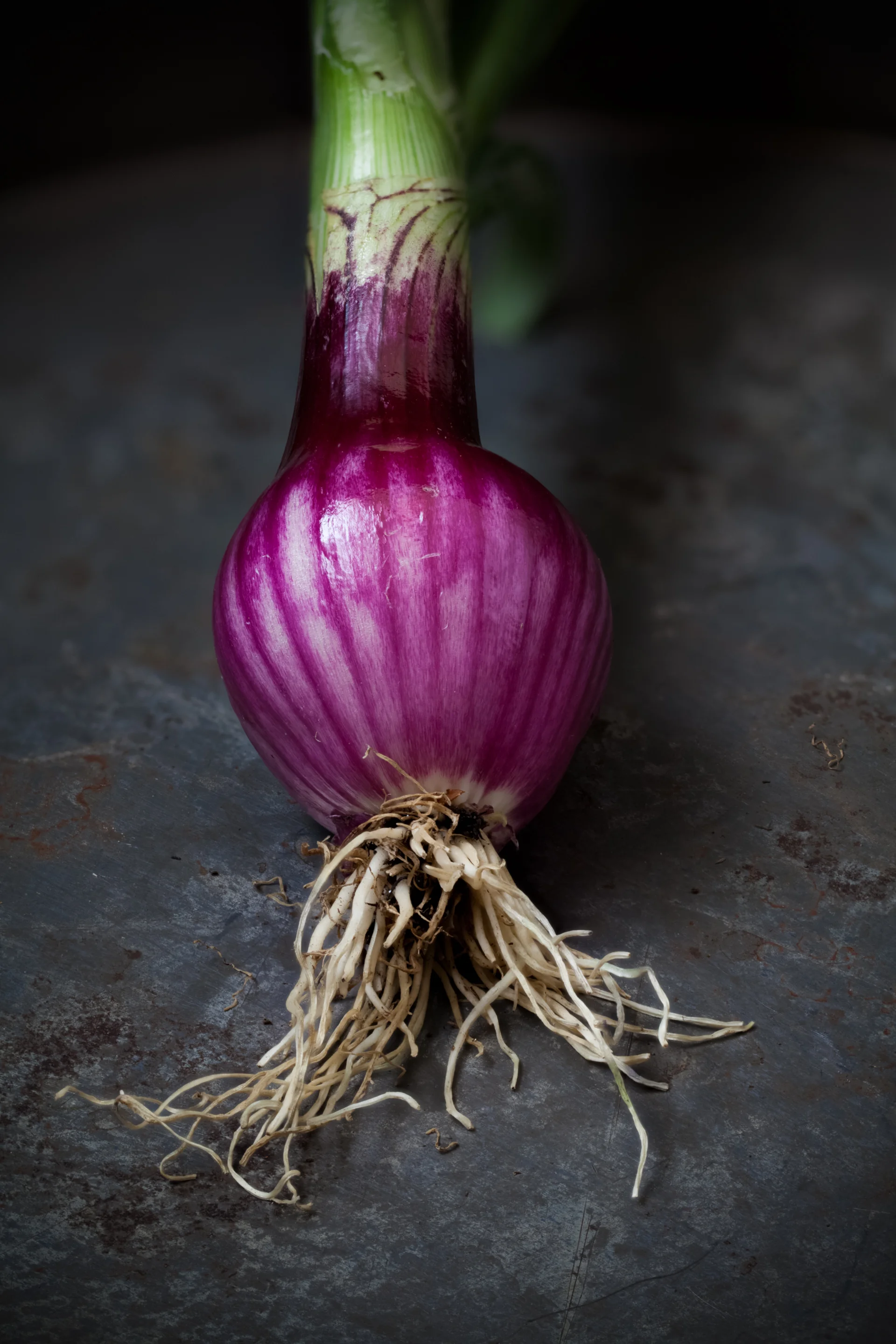 springOnion-1.jpg