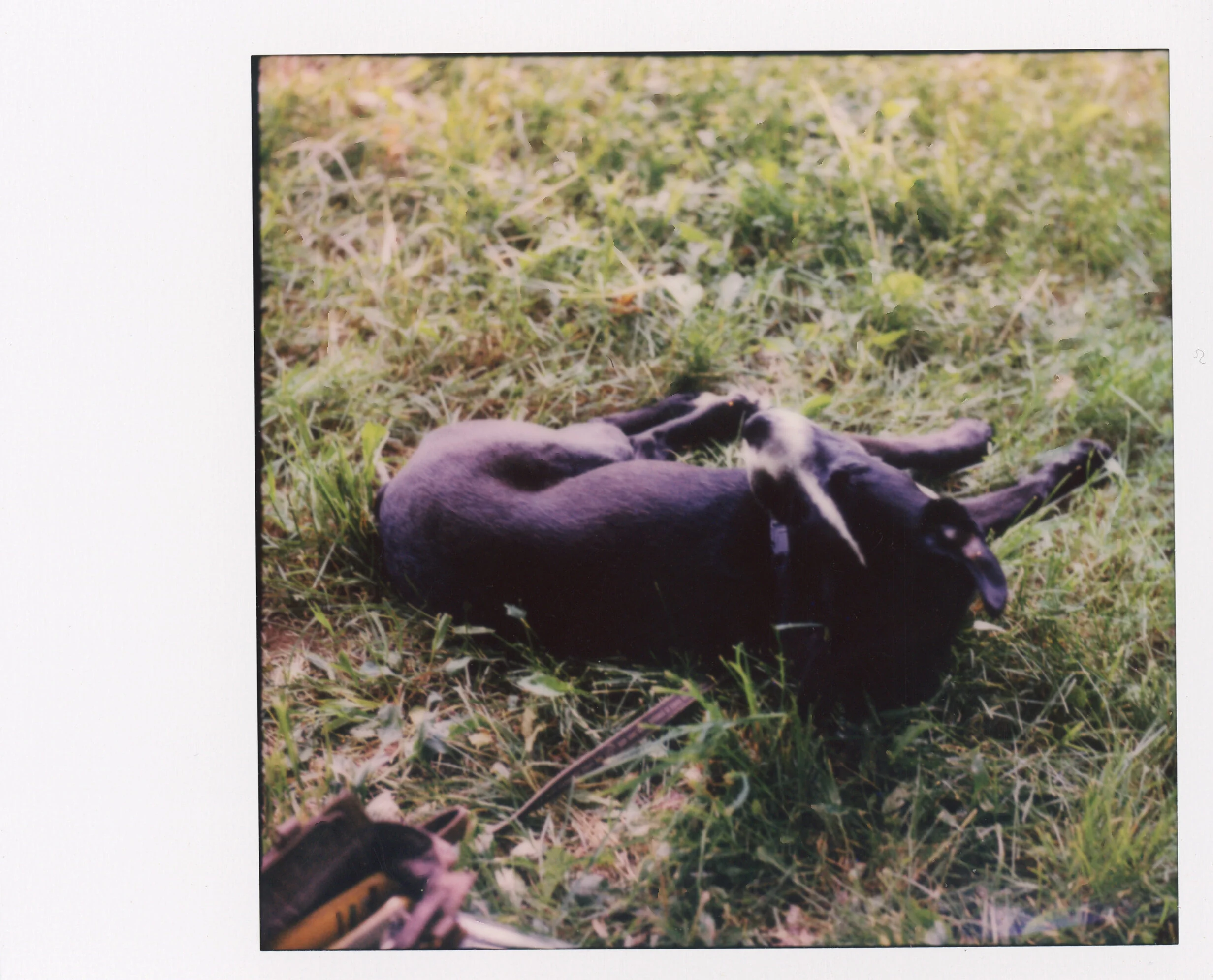 Polaroid0012.jpg