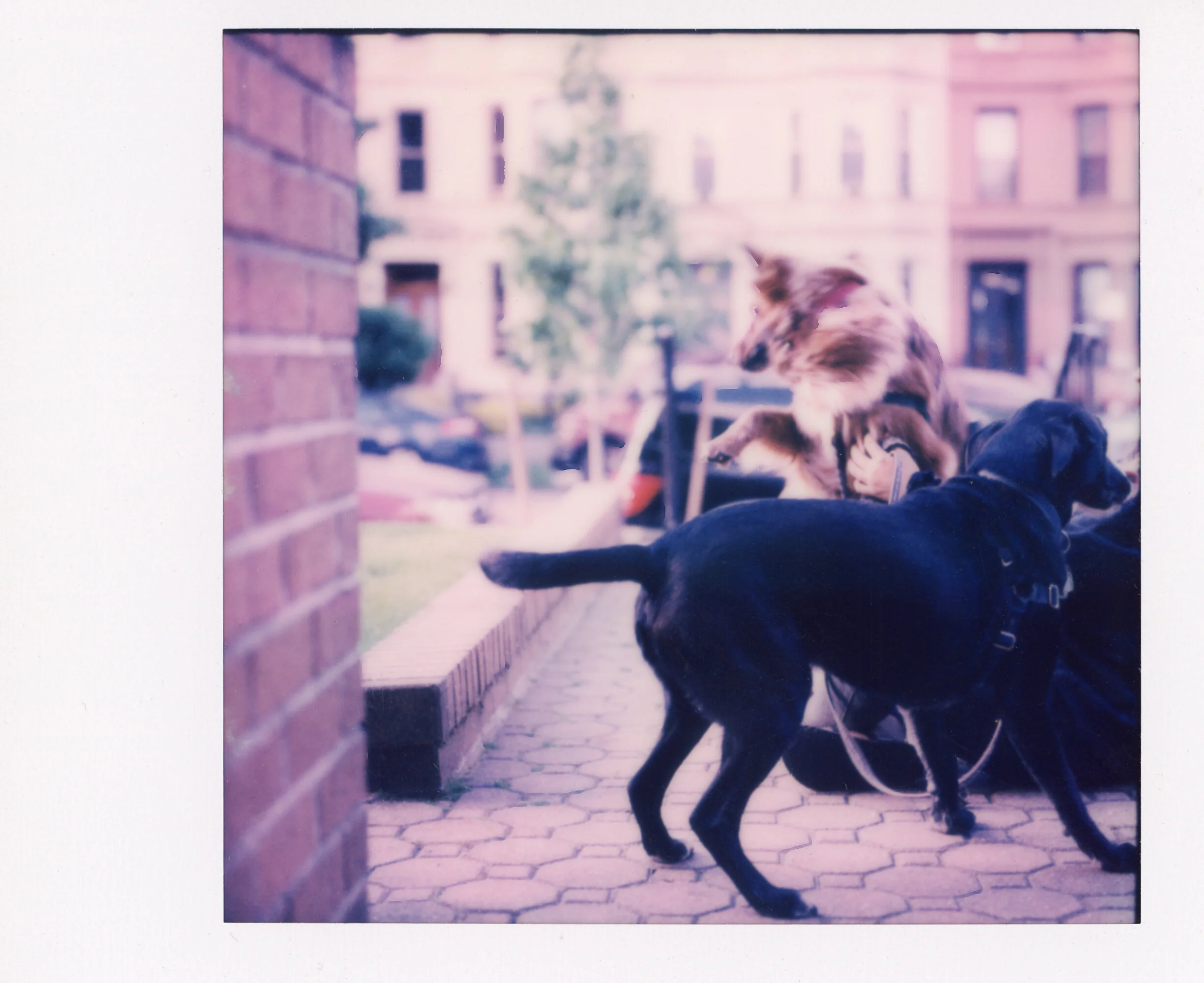 Polaroid0069.jpg