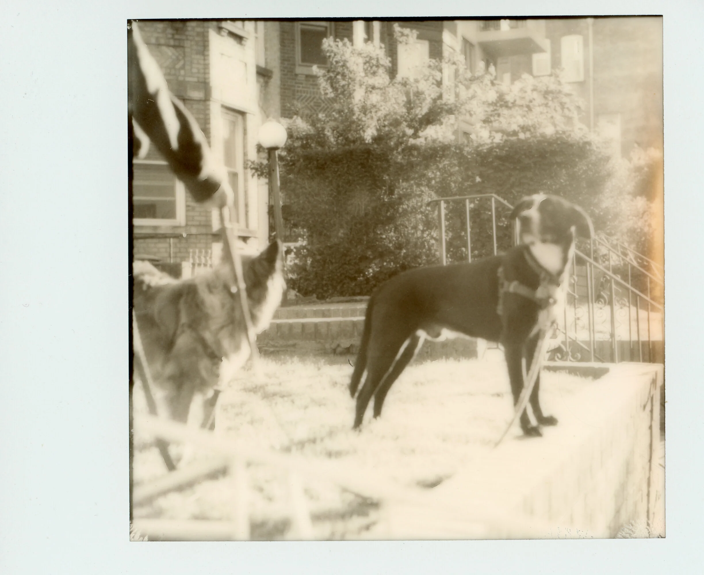 Polaroid0081.jpg