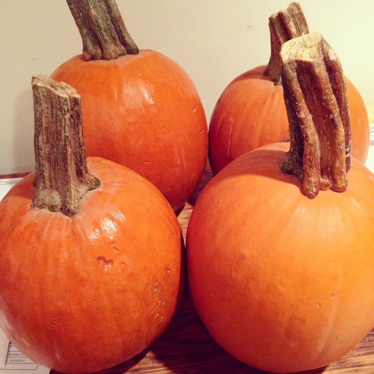 4 pumpkins before.jpg