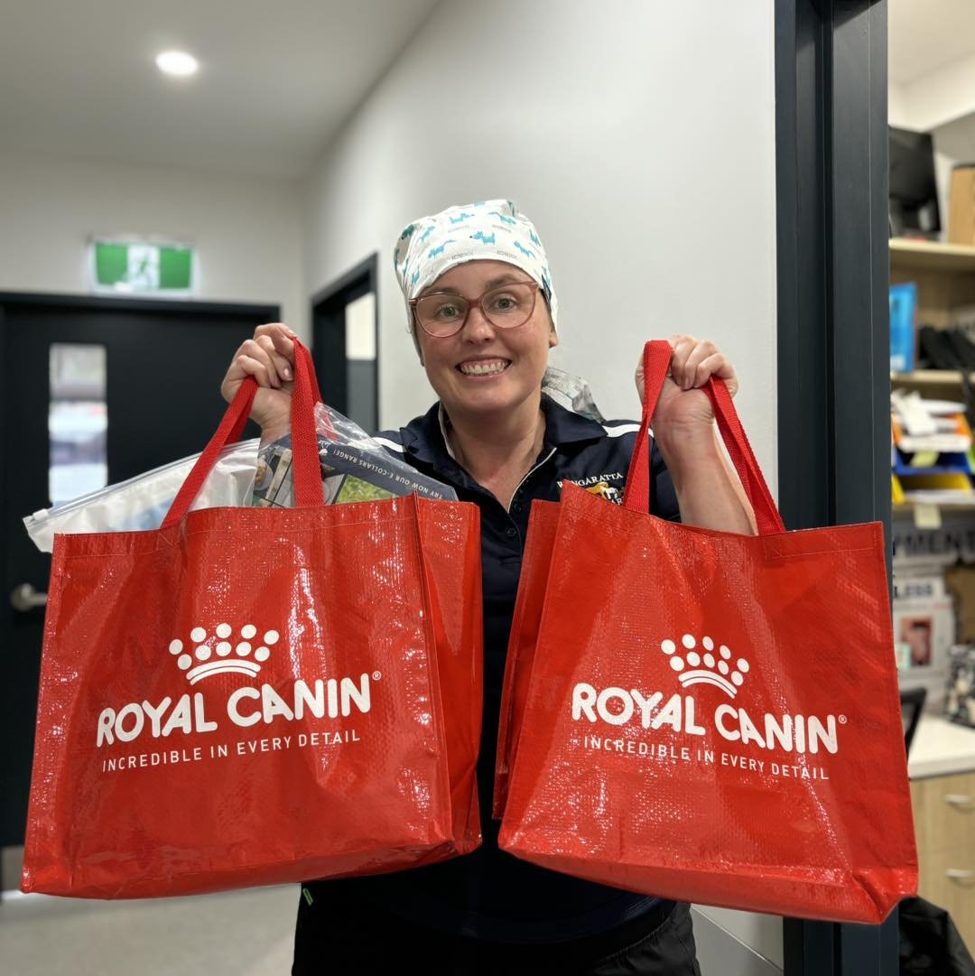 HOLLIE IS BACK! 
She attended the Vet Nurse Conference in Adelaide last week and had a blast!

She attended lectures and workshops which included topics on advanced anaesthesia, emergency anaesthesia, capnography, blood pressure analysis, theatre pre