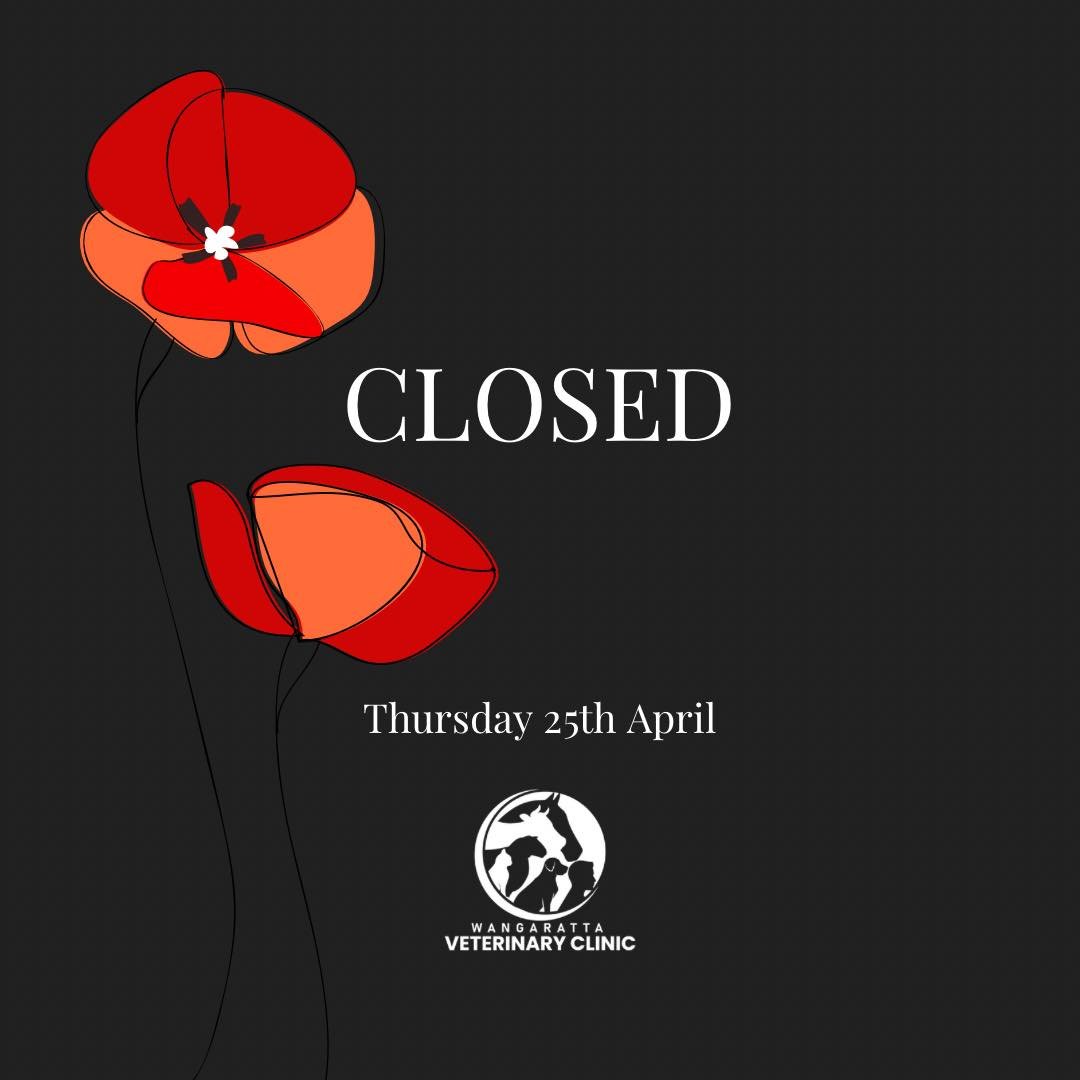 We are closed tomorrow for ANZAC Day. 

We have a vet on call 24/7 during our closure. 

Please phone 1300 104 620 during an emergency.