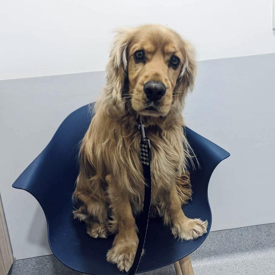 ✨ BENTLEY 

Bentley loves sitting on chairs. Lucky we had one ready for his appointment! 🪑🤍

#wangarattavet #wangarattavetclinic #wangaratta
