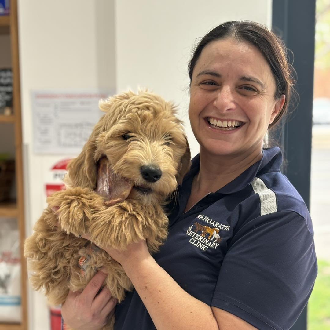 Our nurse Lisa with her new Groodle puppy KIRK. 🐾

He loves visiting the clinic and getting all sorts of treats!

He had his first session of puppy pre-school last night. 

We think he&rsquo;s divine! 😍

#wangarattavet #wangarattavetclinic #wangara