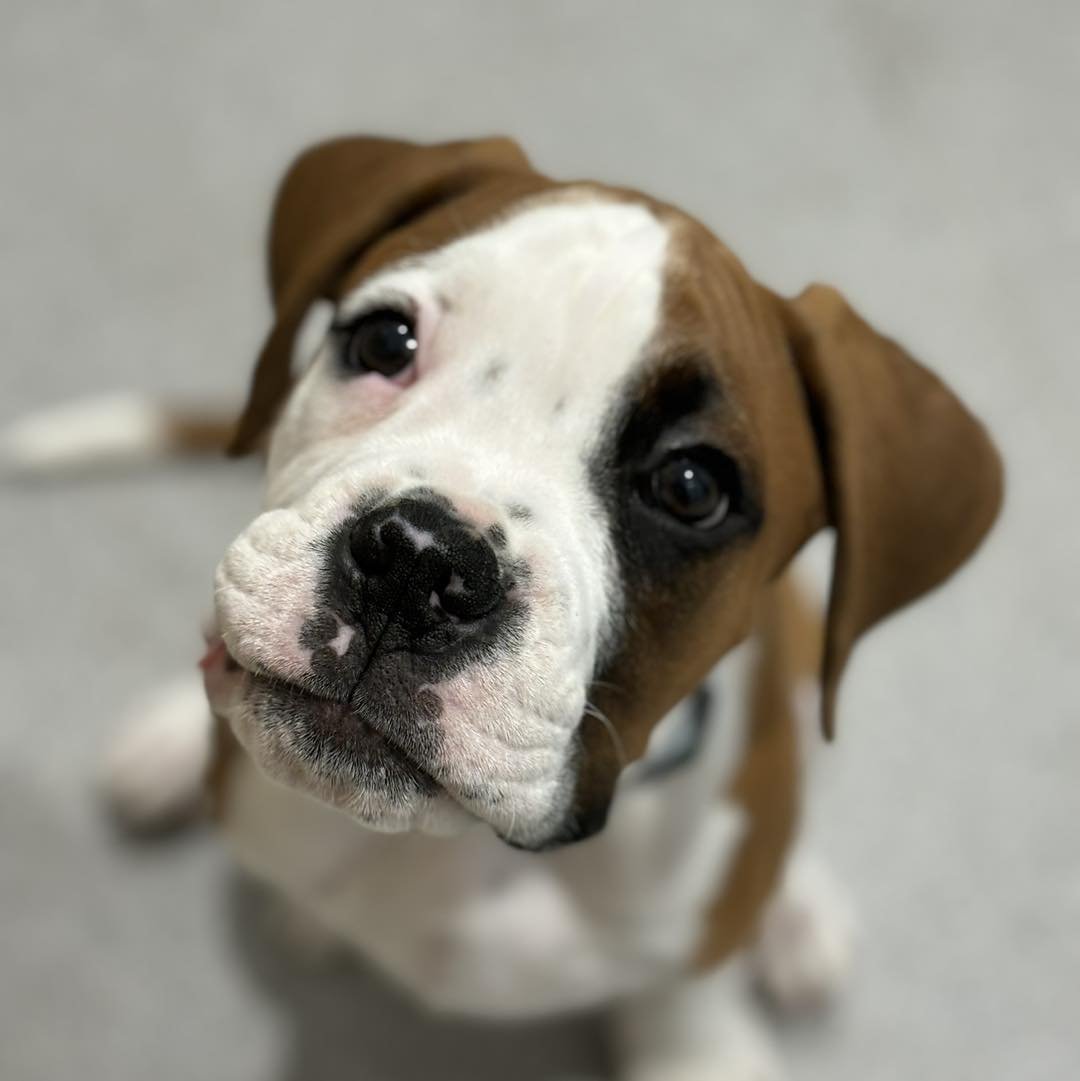 SEBASTIAN 🥹🖤

What a delightful 12 week old Boxer you are!

We can&rsquo;t wait to watch you grow. 🐾

#wangarattavet #wangarattavetclinic #wangaratta