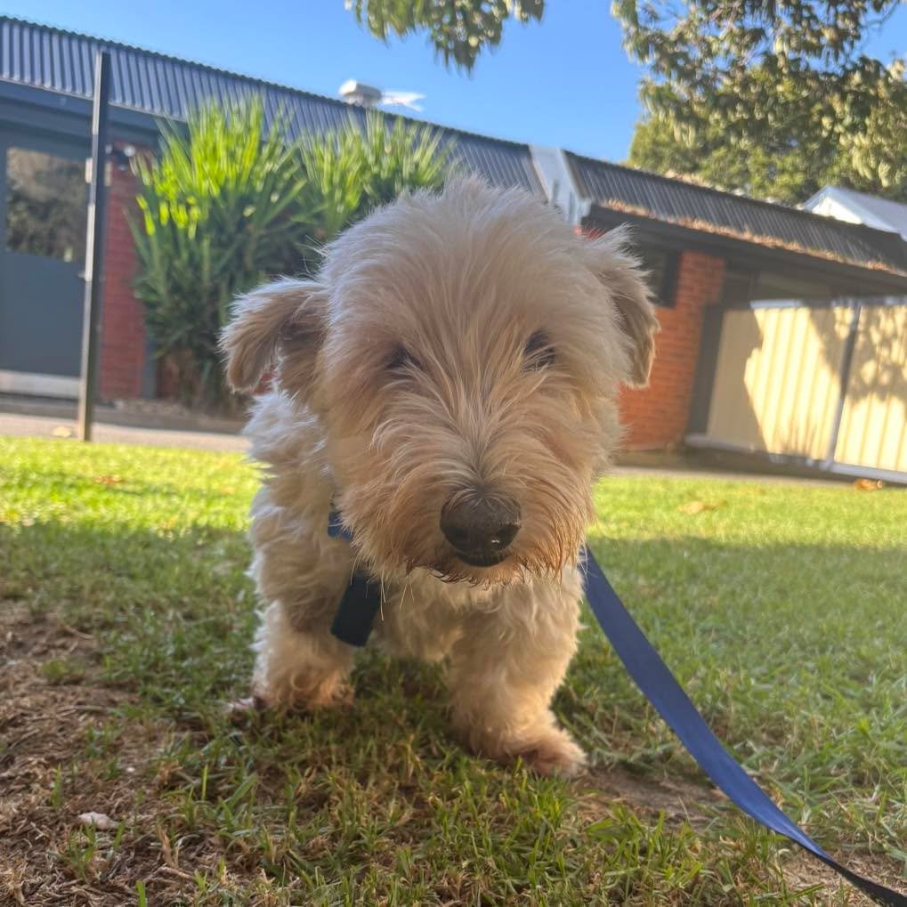 🦷 Keep Those Pearly Whites Healthy! 🐶🐱

Dental hygiene is just as important for pets as it is for humans! Regular dental care helps prevent painful gum disease, bad breath, and even organ damage caused by bacteria from the mouth entering the blood