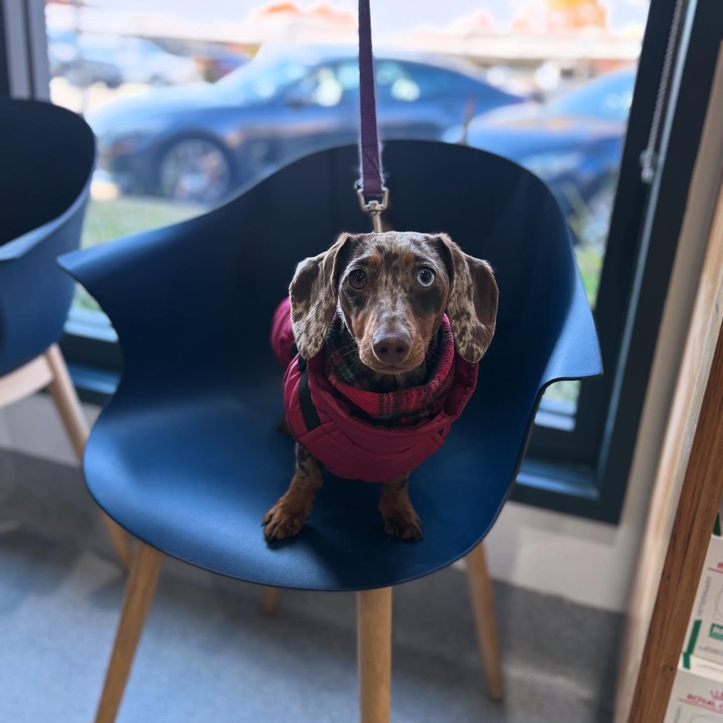 MIDGE ❤️

Midge was at the clinic for her heartworm booster injection. 

A warm coat was essential for the early morning trip! ❄️

#wangarattavetclinic #wangarattavet #wangaratta #vetclinic #miniaturedachshund