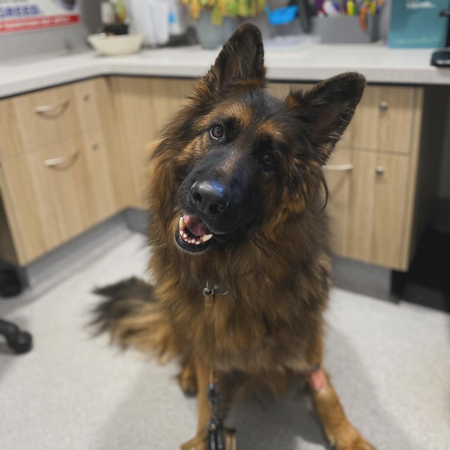 We had a handsome boy in the clinic today - named MACK. 🖤🐾

📸 We&rsquo;d love to see photos of your stunning German Shepherds. 

#wangarattavetclinic #wangaratta #vetclinic #vet #germanshepherd