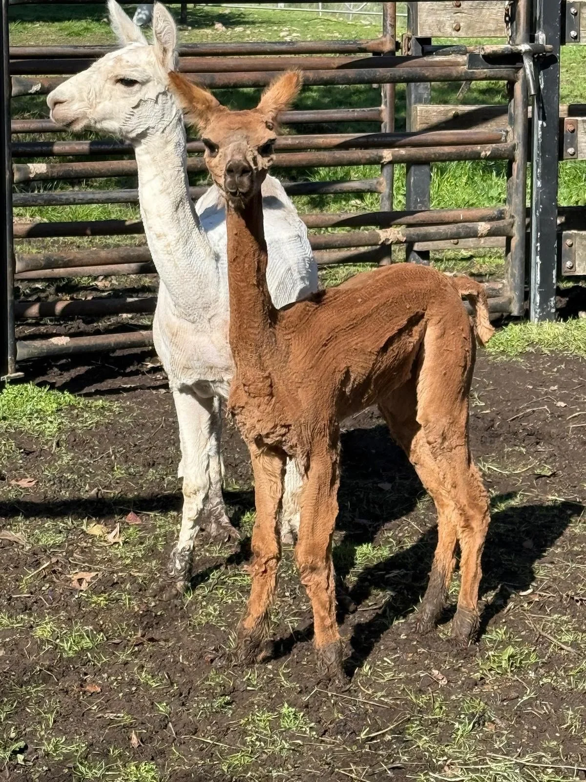 🌞🦙 Beautiful day for shearing pet sheep, alpacas and Michelle O&rsquo;llama (she enjoyed her sedation)! Many thanks to Shamus from Shearing on the Go!
@shearingonthego