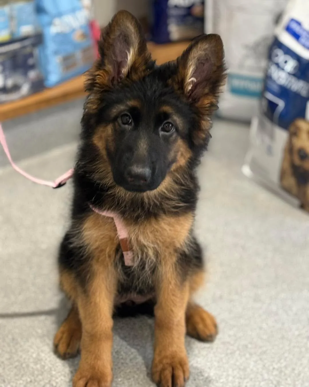 HONEY 🍯🖤

Honey is the most relaxed and gentle German Shepherd puppy. 

She visited the clinic for her vaccinations and of course to enjoy a cheese licky mat! 

#wangarattavet #wangarattavetclinic #wangaratta #fearfree #germanshepherd