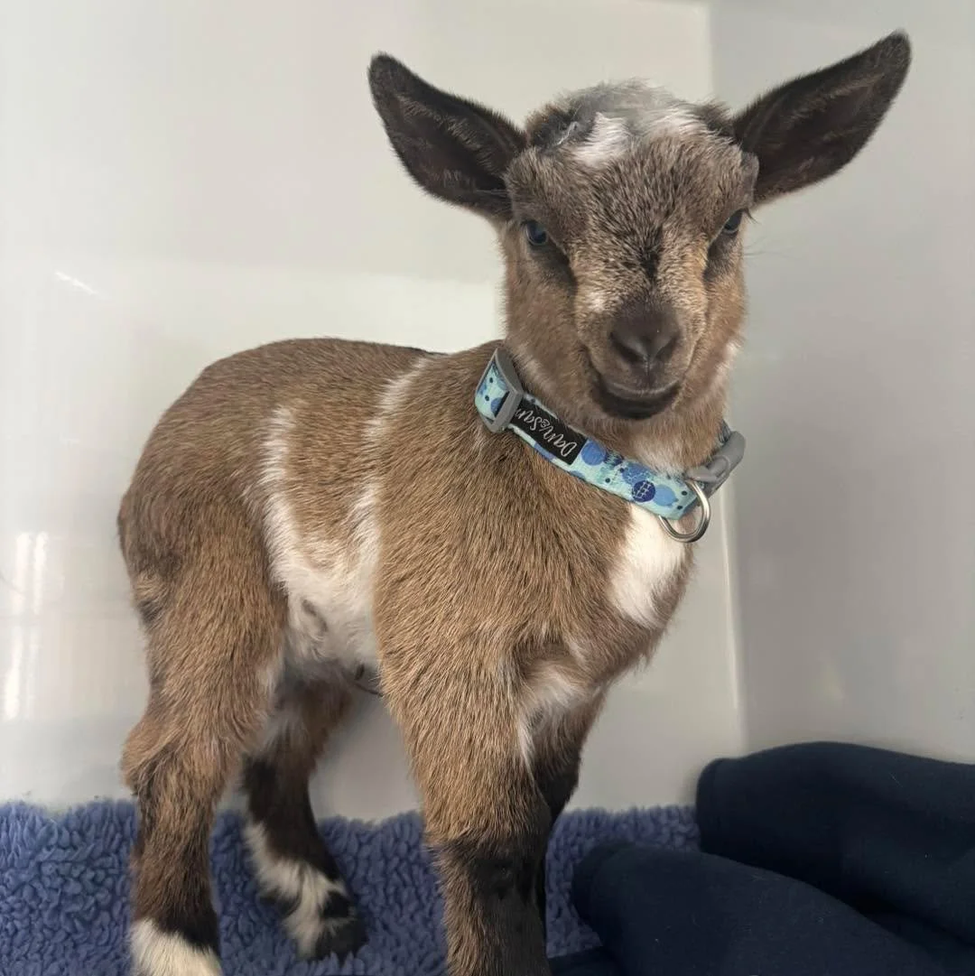When baby goats come in, we all run for cuddles. 😍

How sweet is this little guy who was in recently for disbudding procedure. 

Disbudding is the process of removing the horn buds in very young kids before they attach to the skull.
At Wangaratta Ve