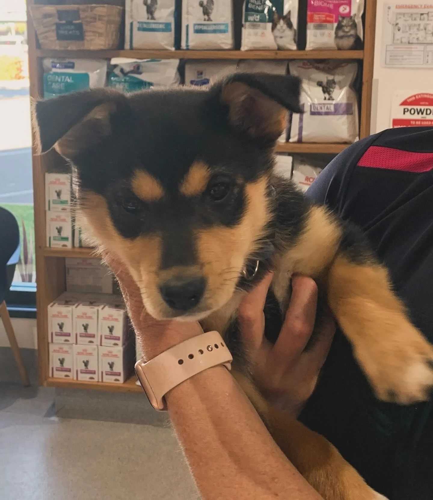 Hey Sally! 😍

Sally is a new addition to her wonderful family. 

Welcoming a New Pet? Here&rsquo;s a quick checklist to get you started:
&bull; Ensure vaccinations are up to date &ndash; bring any previous records to your vet so they can plan ongoin
