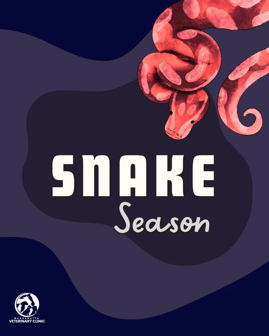 🐍 Snake Season is Here! 
As the weather warms up, snakes are on the move, and our curious pets can sometimes get a little too close!
Keep an eye out when walking your dog or letting pets roam in long grass or bushy areas.
Signs your pet may have b