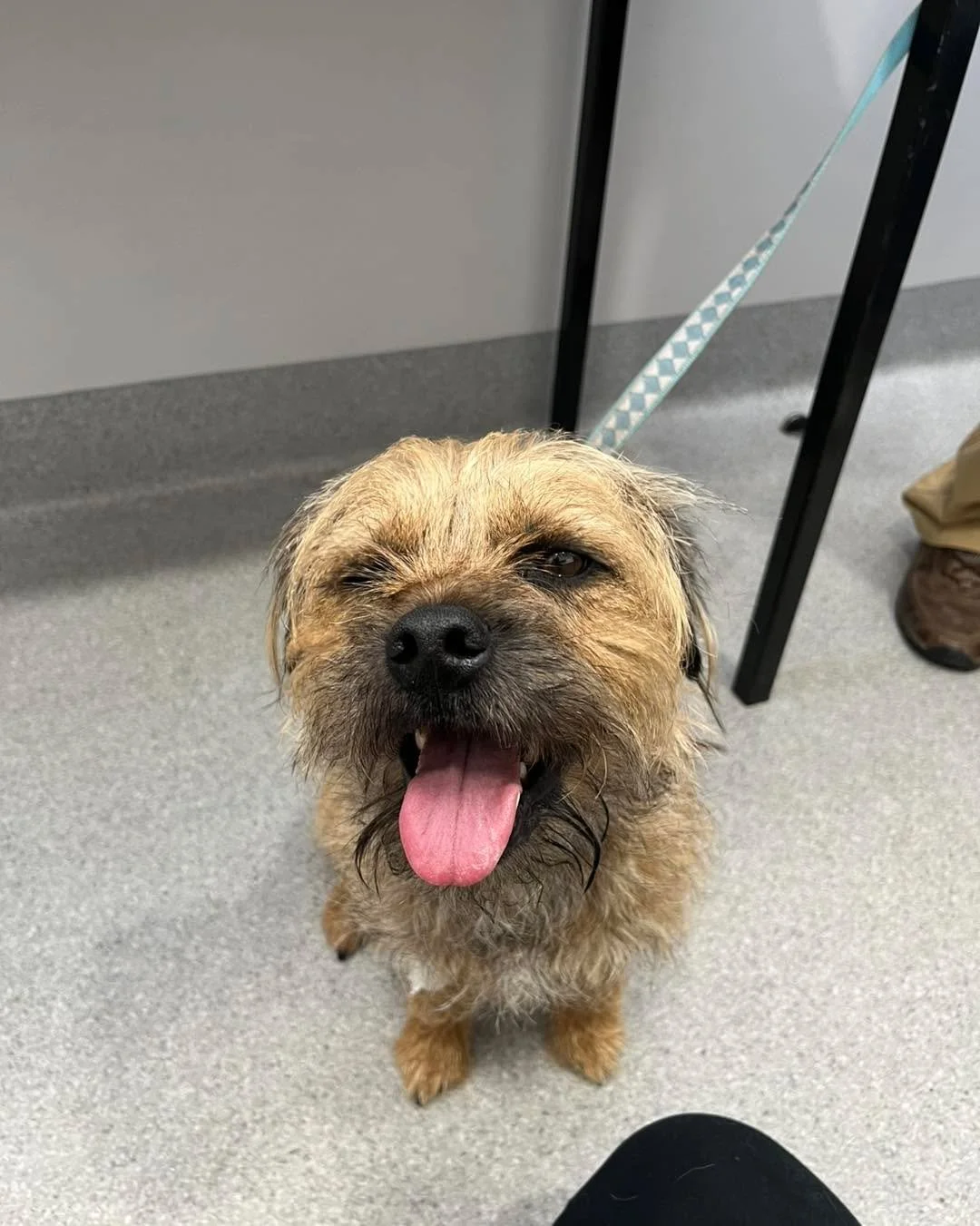 ⚠️ Paralysis Ticks – A Reminder for Pet Owners ⚠️
Meet Badger — he recently went on a trip to Lakes Entrance and unfortunately picked up a paralysis tick while he was there. Soon after Badger returned home, his owners noticed he wasn&rsq