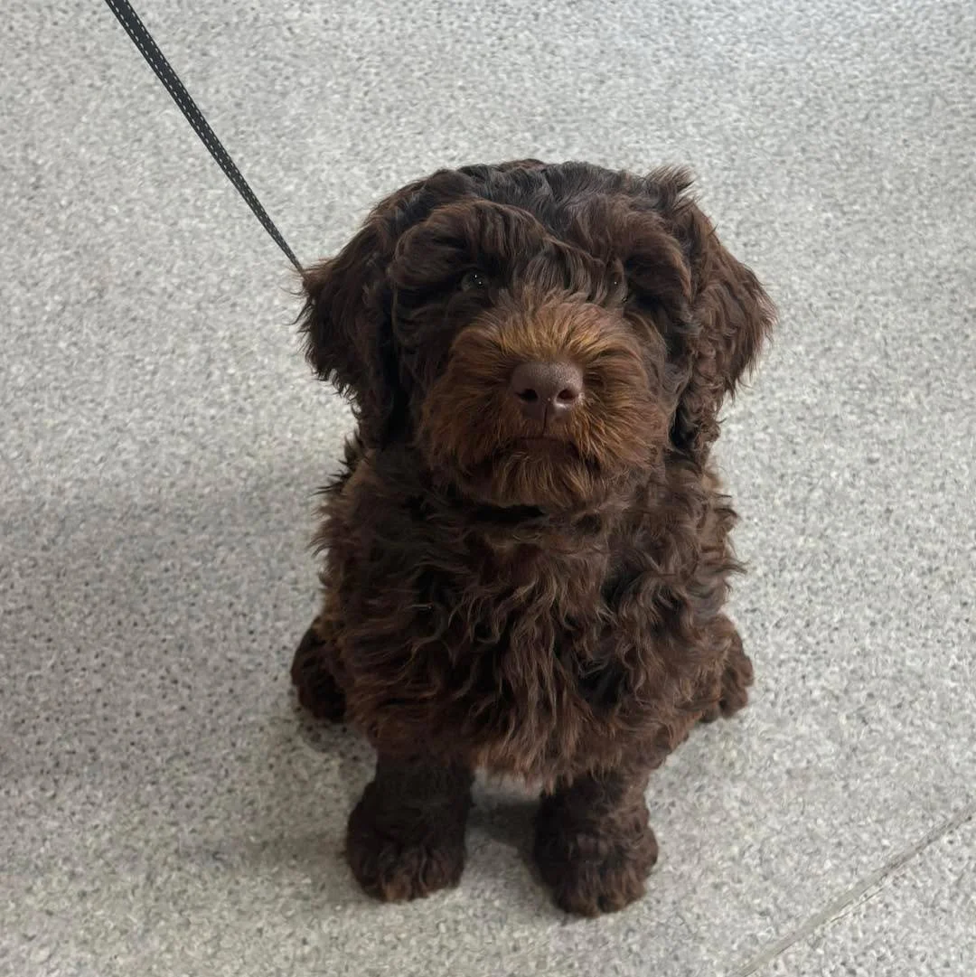 Teddy or Labradoodle? 🧸🐾
Sweet little Nova loved treats while waiting for her vaccination appointment. 
She’s 10 weeks old and full of fun! 🤎
#wangarattavet #wangarattavetclinic #wangaratta #labradoodle