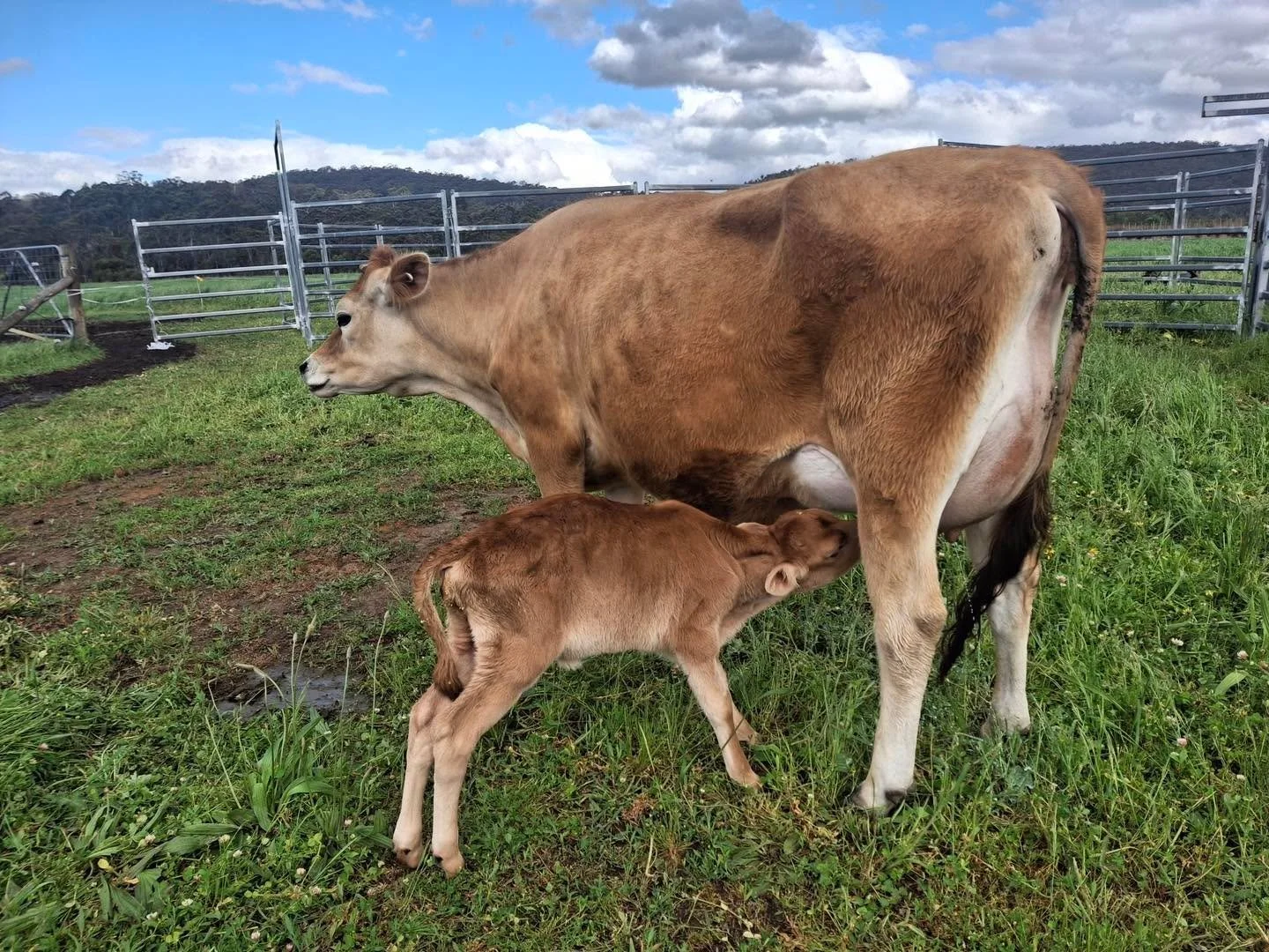Grace the calf and Grace the vet 🐮💚
Born just last week, this little calf became quite unwell, flat and scouring, and was admitted to our hospital for IV fluid therapy and regular feeds via stomach tube.
After 24 hours of care from our vet Grace,
