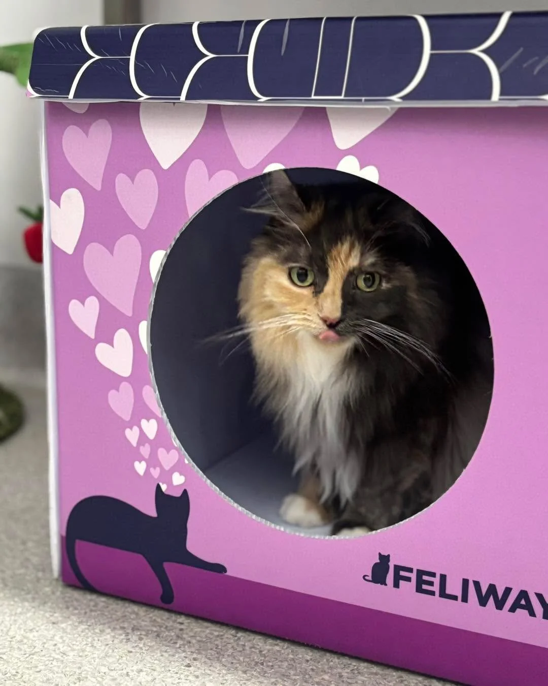 Peek a boo! 👀🐱
Peanut & Blue enjoyed exploring our cat consultation room. 
We’re proud to provide a cat-only consultation room built to ISFM cat friendly and Fear Free standards. 
This dedicated space helps reduce feline stress and crea