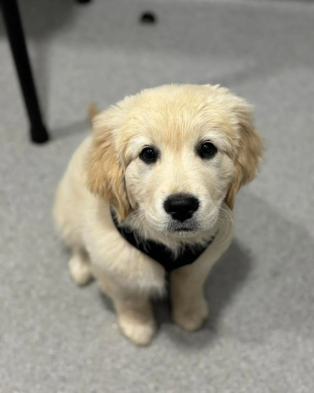 How sweet is this little guy! 
TED is a very clever 12 week old puppy. 🐾

Any guess on his breeds? He is made up of 2 breeds. 🥰

#wangarattavet #wangarattavetclinic #wangaratta #fearfree #fearfreevet