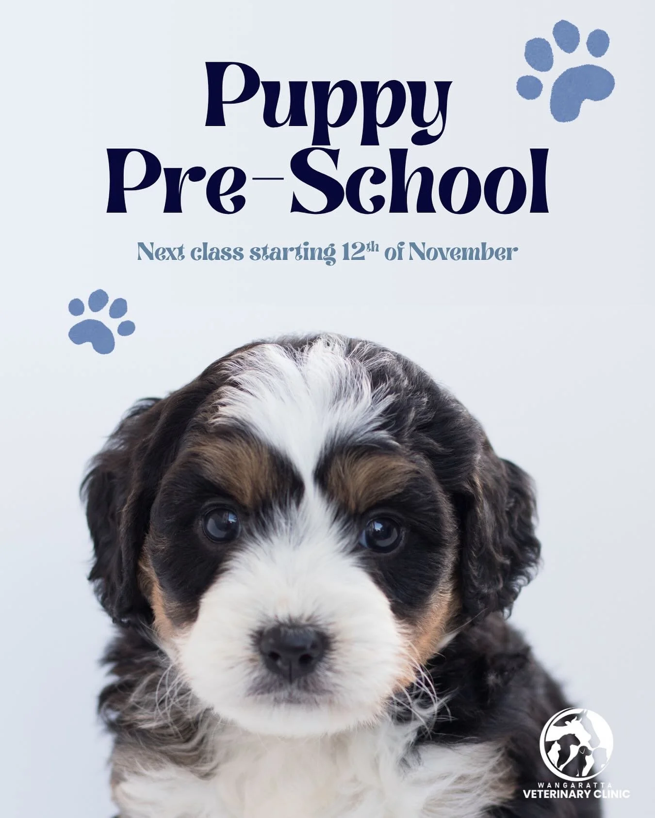 Our next 5 week puppy pre-school course kicks off next Wednesday, 12th November, running each week from 5&ndash;6pm.

Perfect for puppies aged 8&ndash;16 weeks, our classes are a fun and positive way to start your pup&rsquo;s training journey, build 