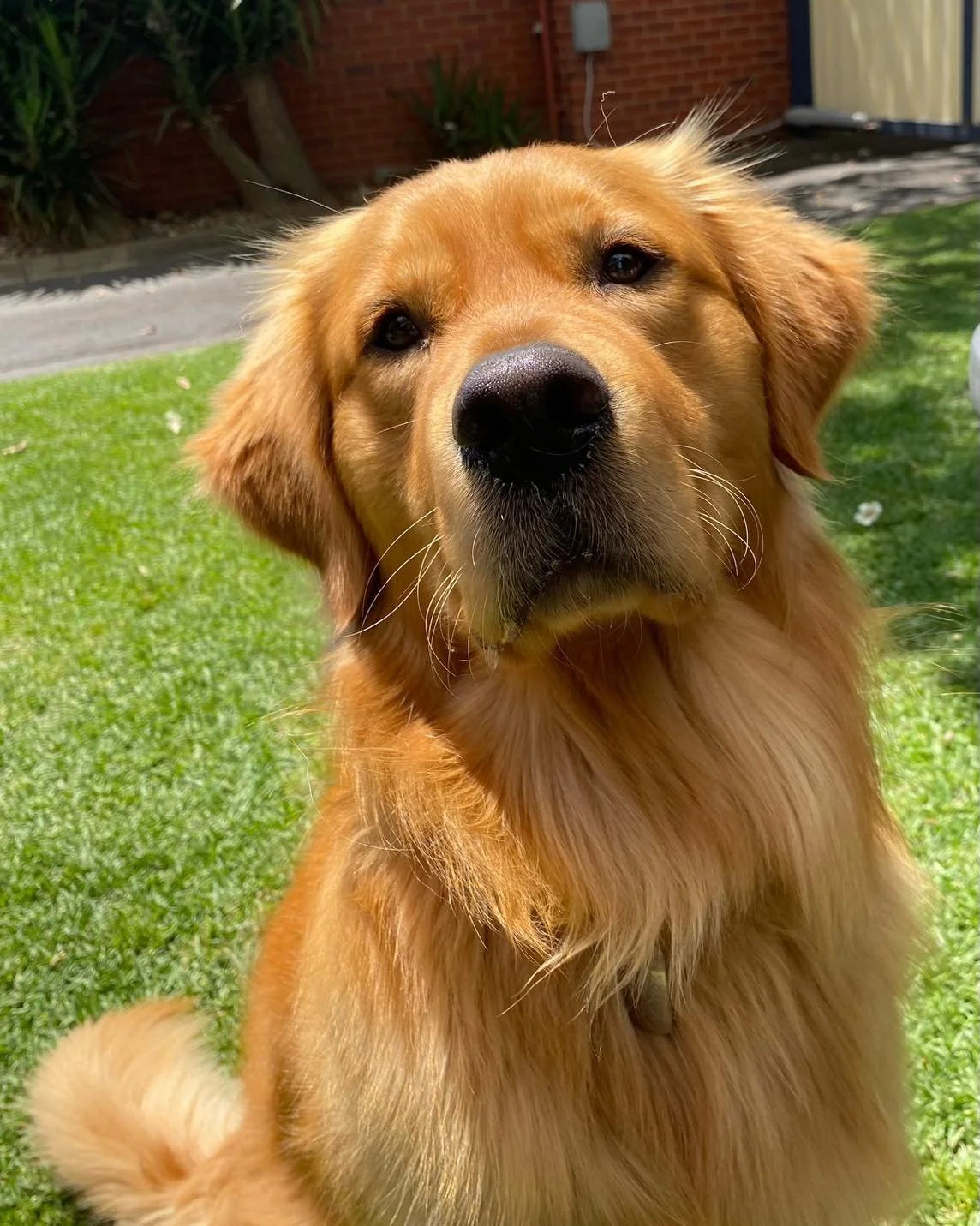 🐶 Mav was in recently for a quick check to make sure he didn&rsquo;t have a grass seed hiding in his ear.

Grass seeds are small but can cause big problems, especially during spring and summer! 🌾 
They can become trapped in ears, eyes, nostrils, be